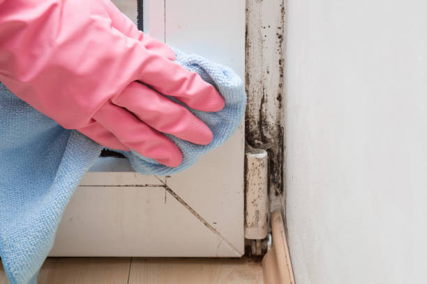 Best Black Mold Removal  in Adel, GA